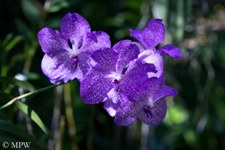 orchid